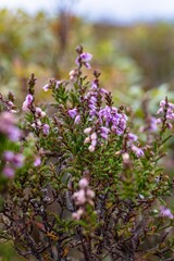 flowers in the field