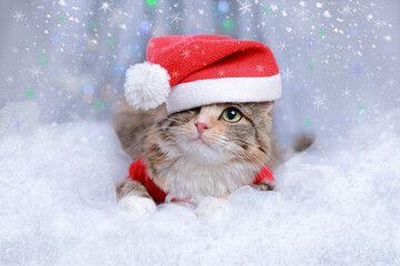New Year holiday background. Cat with green eyes in a Santa Claus hat lies on a white background. Christmas Cat. Winter season. Greeting cards. Sparkling lights or stars. Happy New Year 2023. Kitten