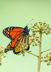 monarch butterfly on flower