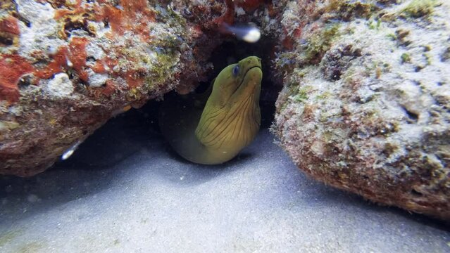 Green moray eel hiding in coral reef