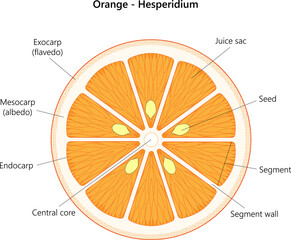 Orange fruit. Hesperidium.