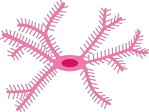 Microglial cell, a type of neuroglia.