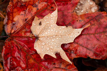 Red and beige maple leaves on the ground with raindrops