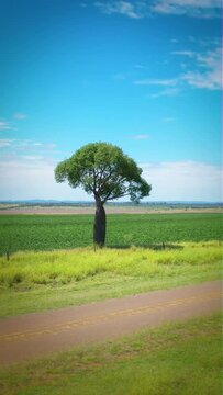 Camera spin around single Queensland Bottletree in Outback Australia, Vertical video