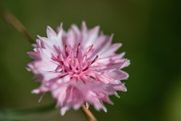 Natur Makrofotografie Sommerblumen