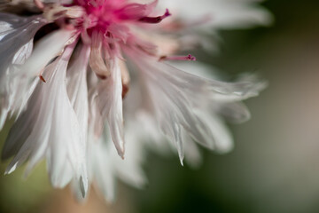 Natur Makrofotografie Sommerblumen