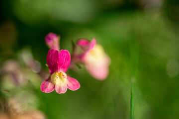 Fototapeta na wymiar Natur Makrofotografie Sommerblumen