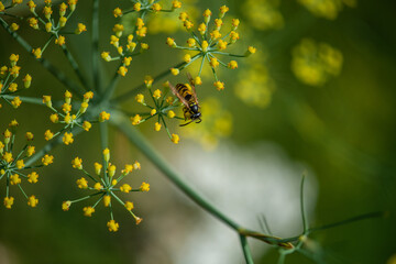 Natur Makrofotografie Sommerblumen