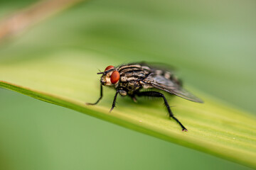 Natur Makrofotografie Sommerblumen