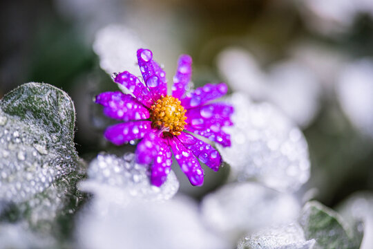 Natur Makrofotografie Sommerblumen