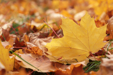 Naklejka na ściany i meble Pile of beautiful fallen leaves outdoors on autumn day, closeup