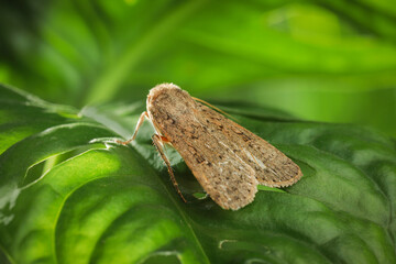 Paradrina clavipalpis moth on green leaf outdoors