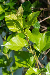 The leaves of mulberry on mulberry tree, Mulberry leaves food for silkworms raw materials for silk production.