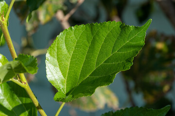 The leaves of mulberry on mulberry tree, Mulberry leaves food for silkworms raw materials for silk production.