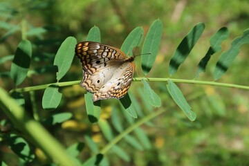 Tropical peacock butterfly on green leaves in Florida nature