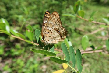 Tropical peacock butterfly on green leaves in Florida nature