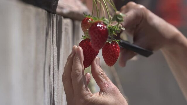 Cut Red fresh strawberry