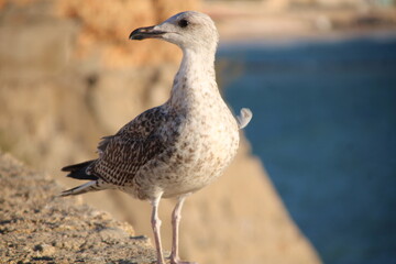 Seagull