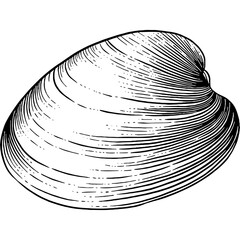 Hand drawn Clam Shell Sketch Illustration