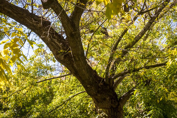 Spreading Tree