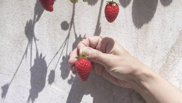 Cultivation of red organic strawberries in a House greenhouse