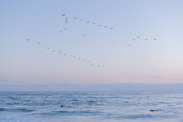 Landscape. View of the ocean at sunset and a flock of pelicans flying by