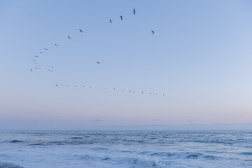 Fototapeta na wymiar Landscape. View of the ocean at sunset and a flock of pelicans flying by