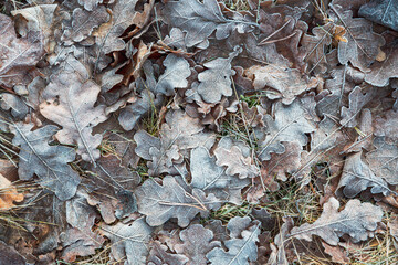 Fallen oak leaves covered with hoarfrost during frosts. Beautiful natural background with hoar frost on foliage. Ground texture with frozen plants. Rime ice. Cold winter weather in the oak forest park