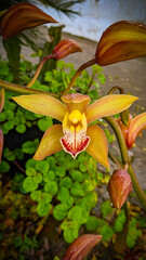 yellow and orange orchid in the garden