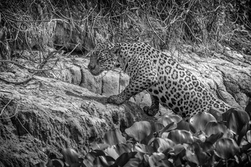 Black and white image of a Jaguar claiming out of the Cuiaba River onto the riverbank
