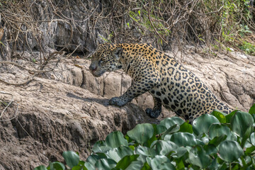 Jaguar emerging from the river onto the river bank