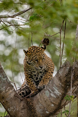 Alert jaguar sitting in the fork of a large tree in the Pantanal, Brazil