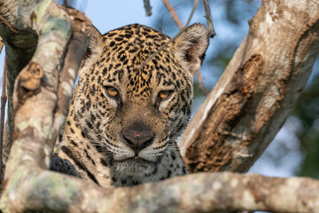 square portrait of a Jaguar
