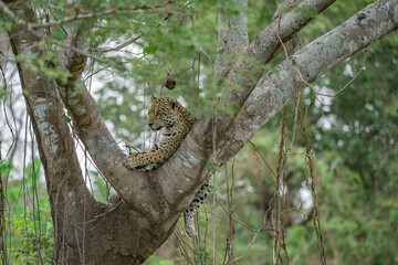 Fototapeta na wymiar Jaguar relaxing on the branches of a large tree in the Pantanal, Brazil