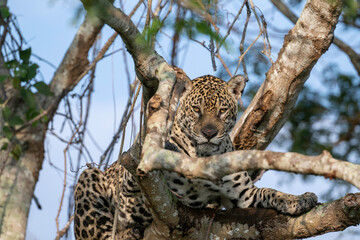 Jaguar portrait framed by tree branches - Pantanal, Brazil
