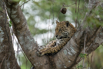 Jaguar reclining in a large tree - Pantanal, Brazil