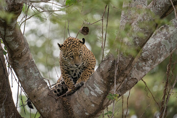 Jaguar crouched in the fork of a large tree - Pantanal, Brazil