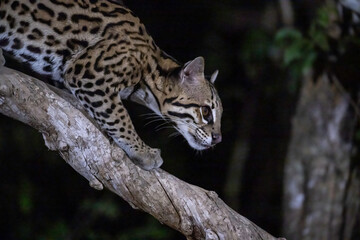 Ocelot climbing down a dead tree branch