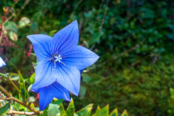 青い桔梗