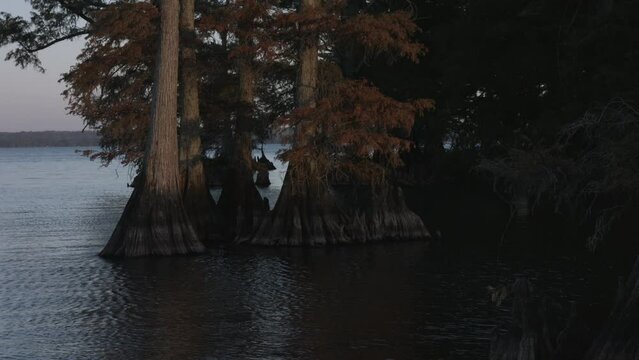 Bald Cypress Trees (Taxodium distichum) Reelfoot Lake 4K