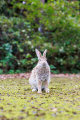 ボーっとするウサギ