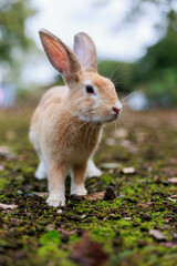 ウサギの顔アップ