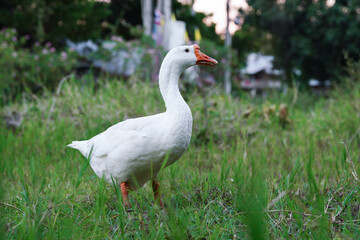 Naklejka na ściany i meble white goose standing with grass.