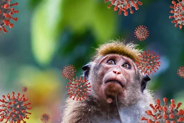 Poster Monkeypox outbreak, MPXV virus, infectious disease spreading, sick monkey caused monkeypox virus viral zoonotic disease..Monkeys may harbor the virus and infect people. copy space © ND STOCK