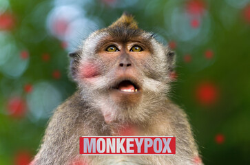 Monkeypox outbreak, MPXV virus, infectious disease spreading, sick monkey caused monkeypox virus viral zoonotic disease..Monkeys may harbor the virus and infect people. copy space