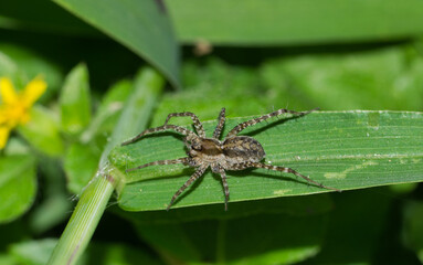 Fototapeta premium Thin-legged Wolf Spider (Pardosa) hunting for prey at night in a patch of green grass. Common species found throughout USA, Canada and Mexico.