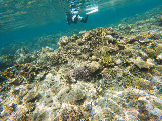 I went scuba diving in the Kerama Islands in Okinawa.