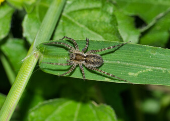 Thin-legged Wolf Spider (Pardosa) hunting for prey at night in a patch of green grass. Common species found throughout USA, Canada and Mexico.