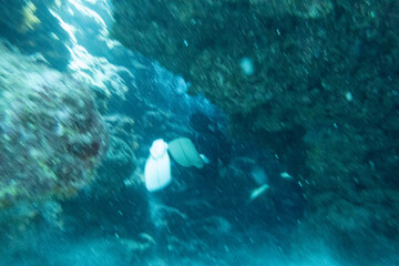 Naklejka na ściany i meble I went scuba diving in the Kerama Islands in Okinawa.