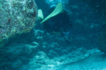 I went scuba diving in the Kerama Islands in Okinawa.